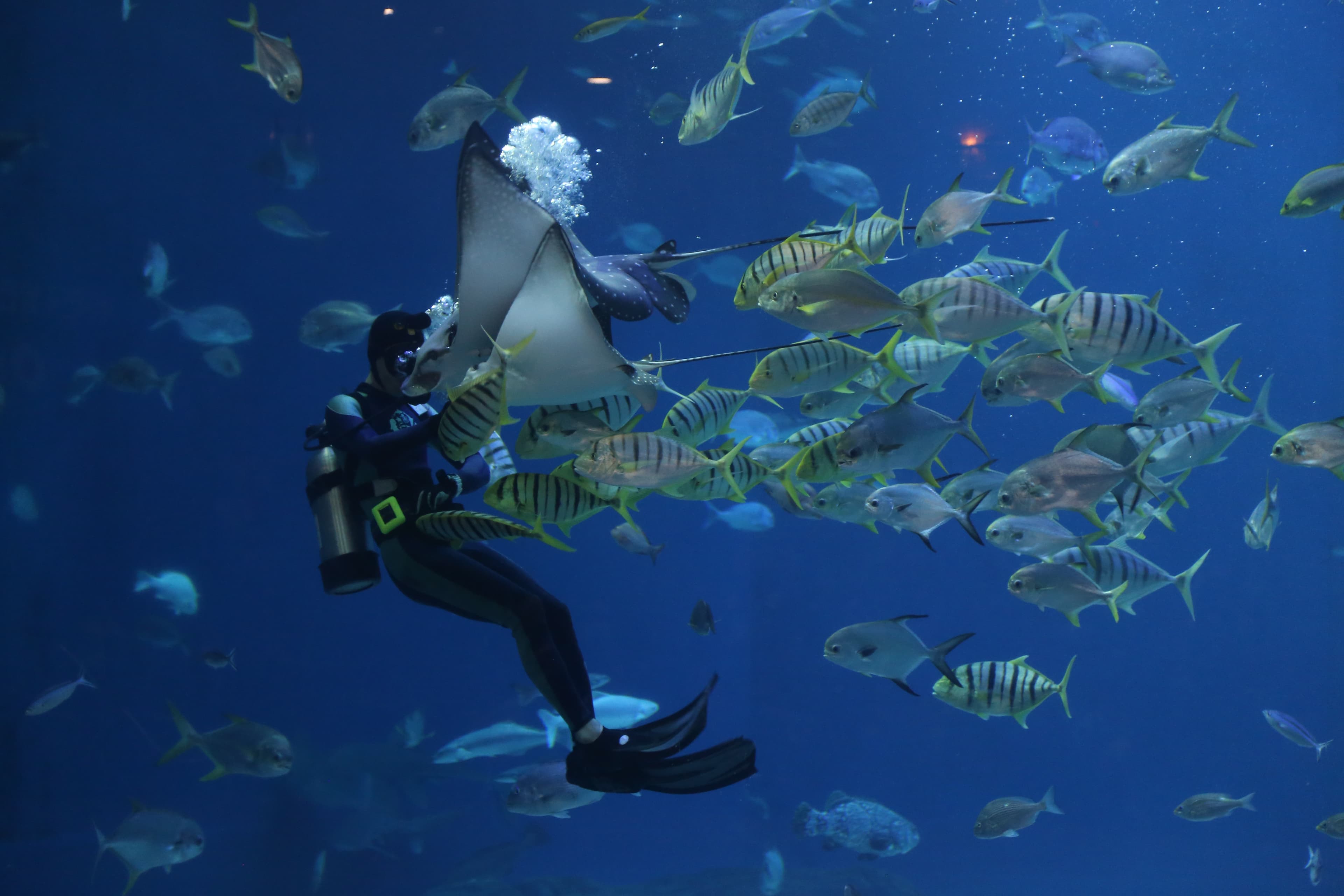 Divers exploring the ocean off Sri Lanka