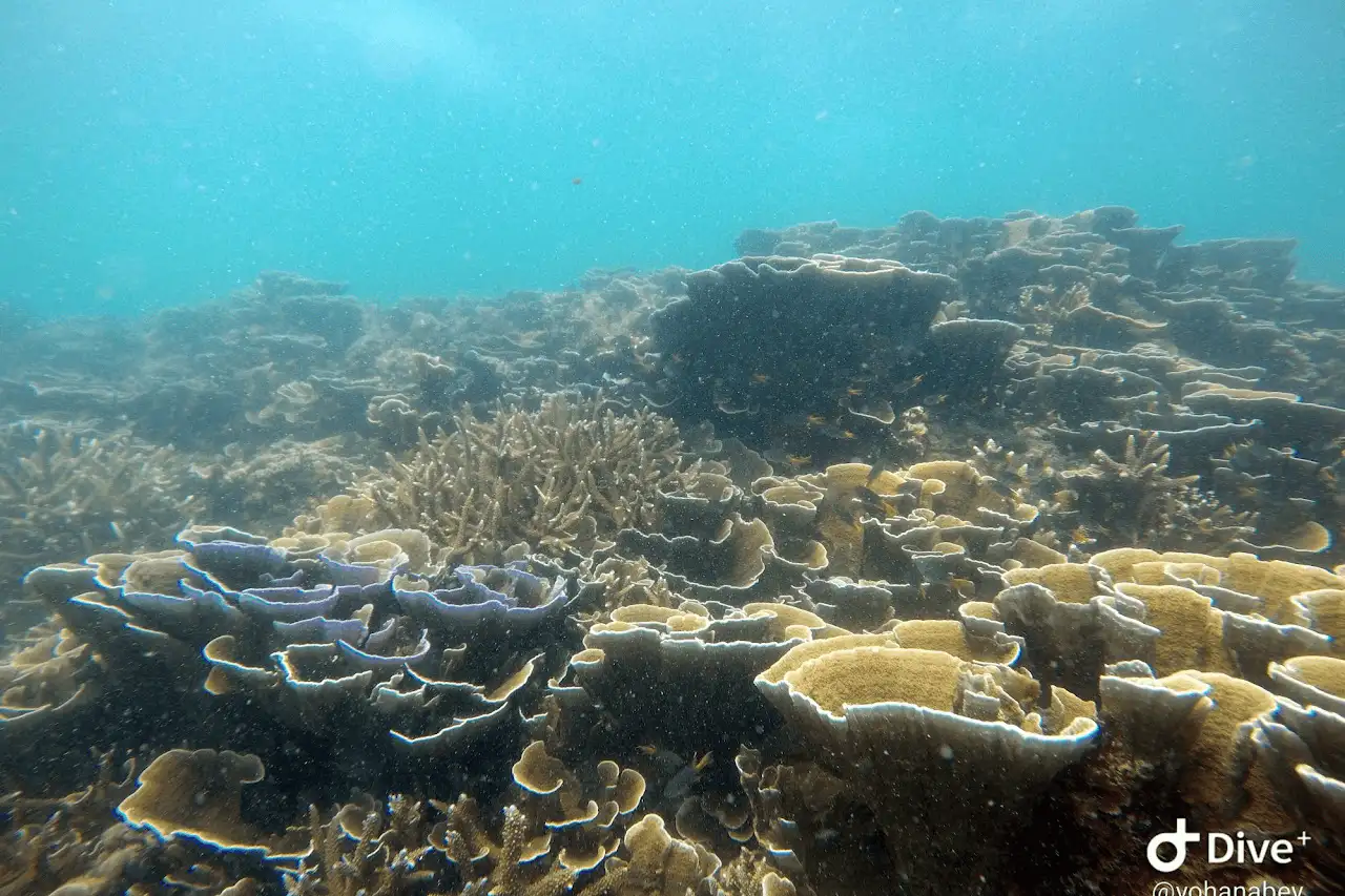 Sri Lankan coral reef