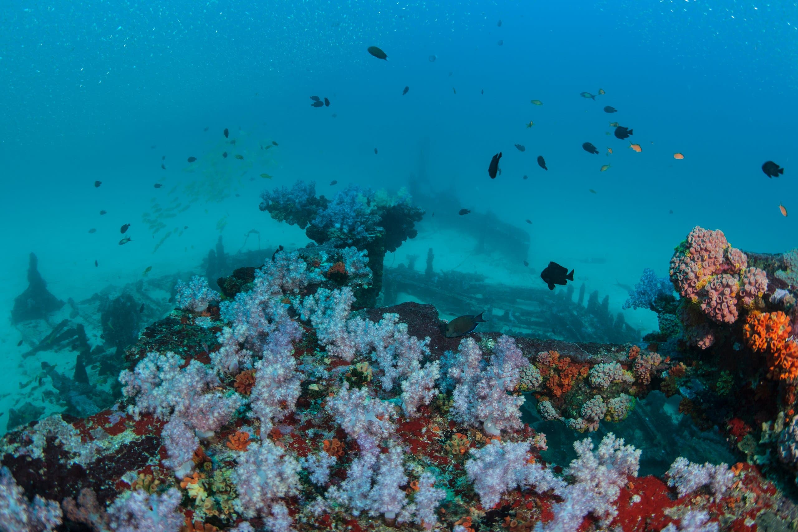 Taprobane East Wreck