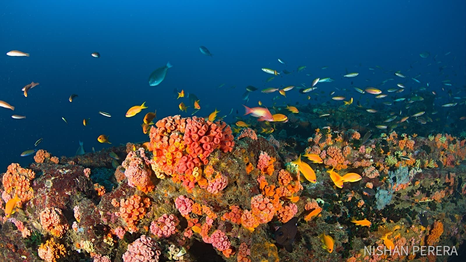 Orange and pink soft corals, cup corals, and schools of small fish at MV Chief Dragon - Colombo by Nishan Perera