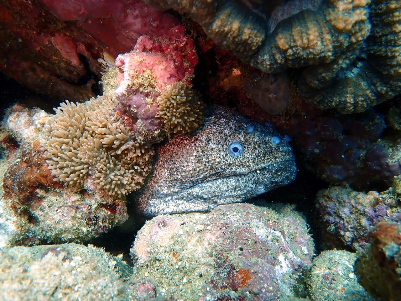 Peppard Moray - Trincomalee by Samith (Sam) Fernando