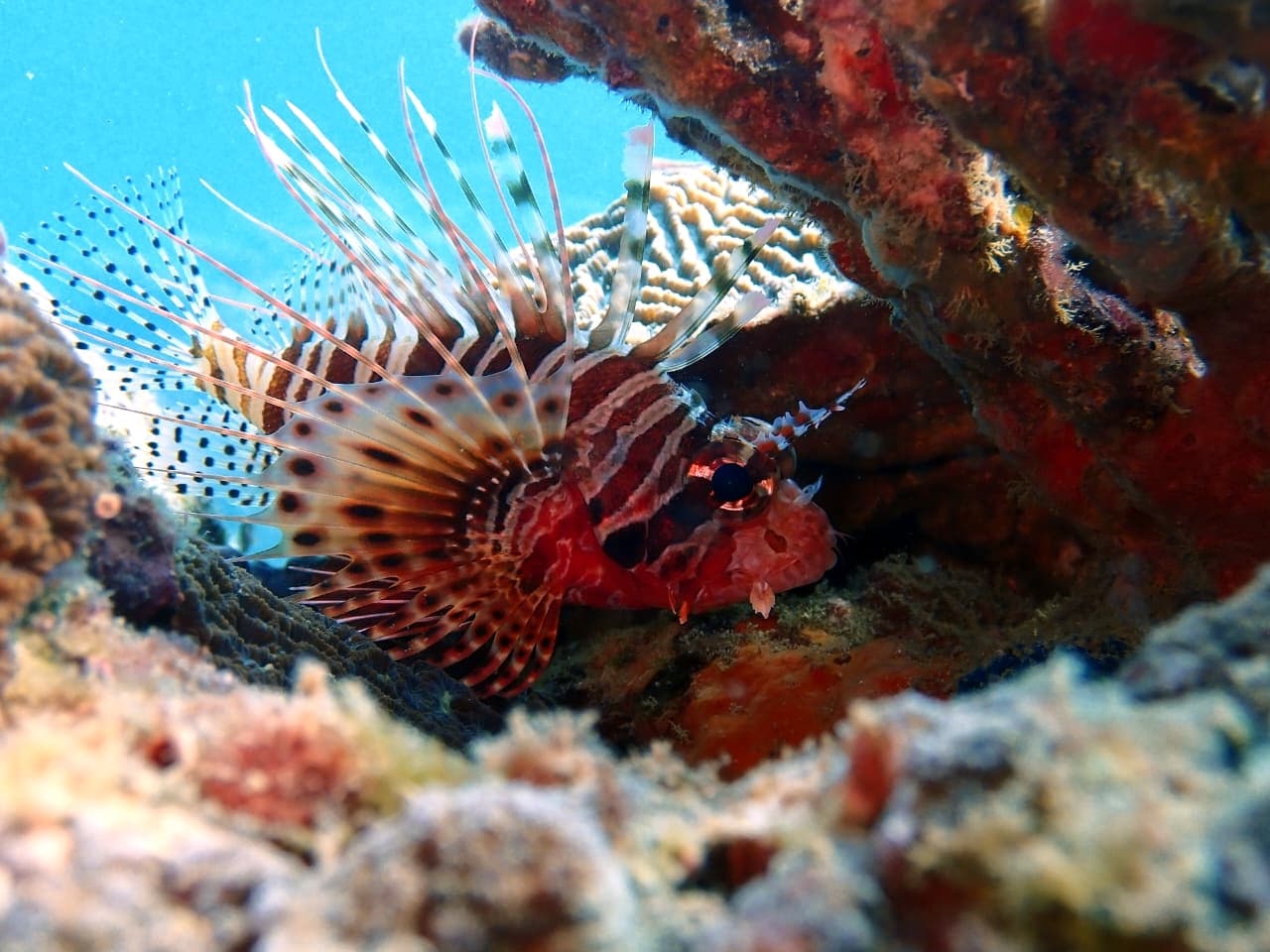 Common Lionfish - Trincomalee by Samith (Sam) Fernando