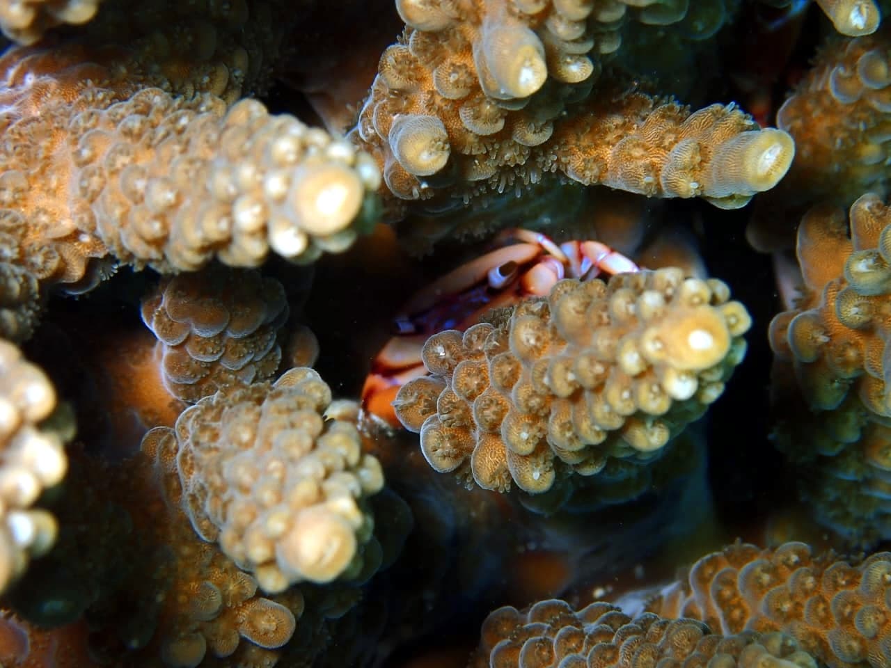 Small coral guard crab - Trincomalee by Samith (Sam) Fernando