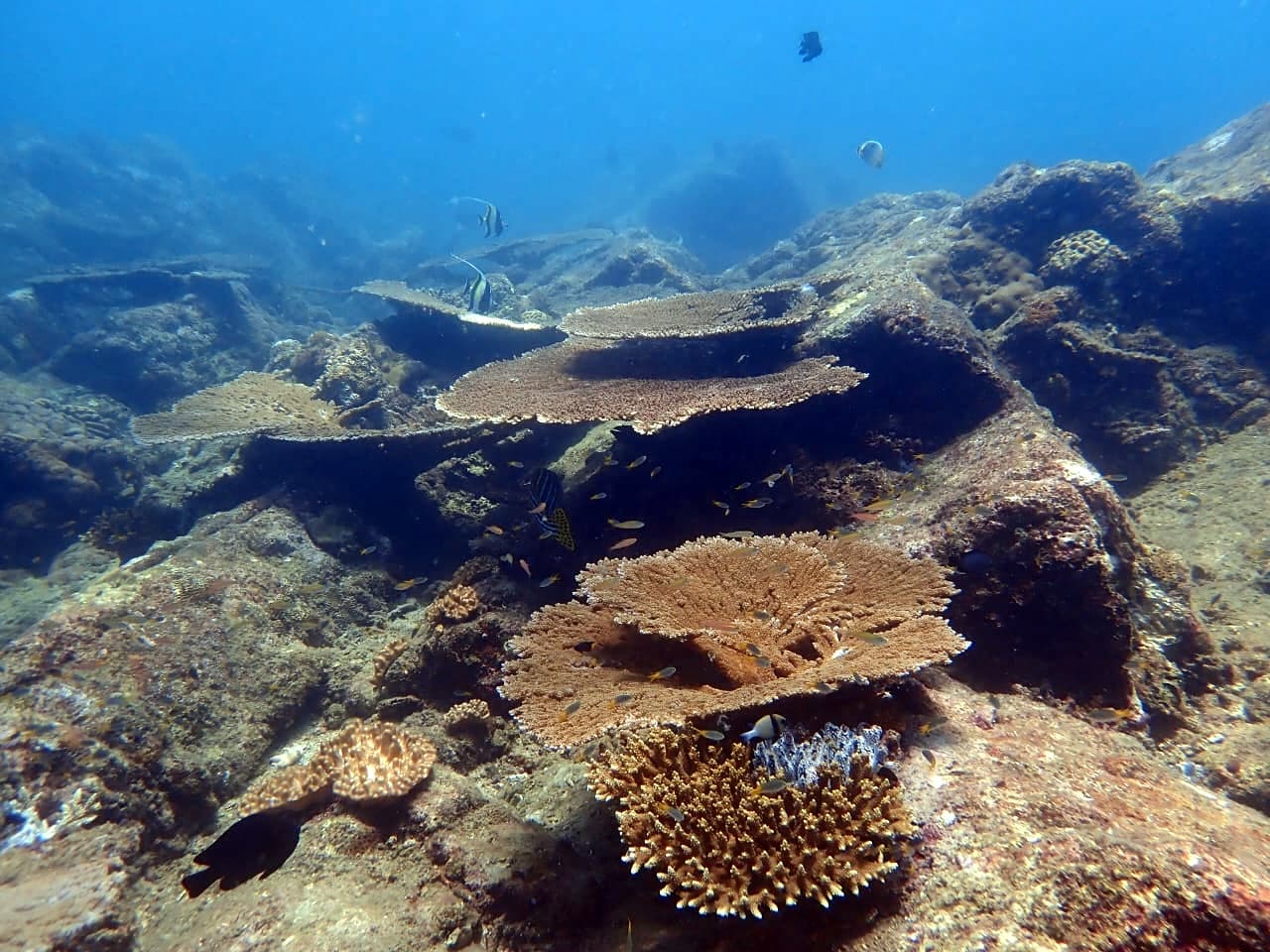 Rocky reef of Table coral - Trincomalee