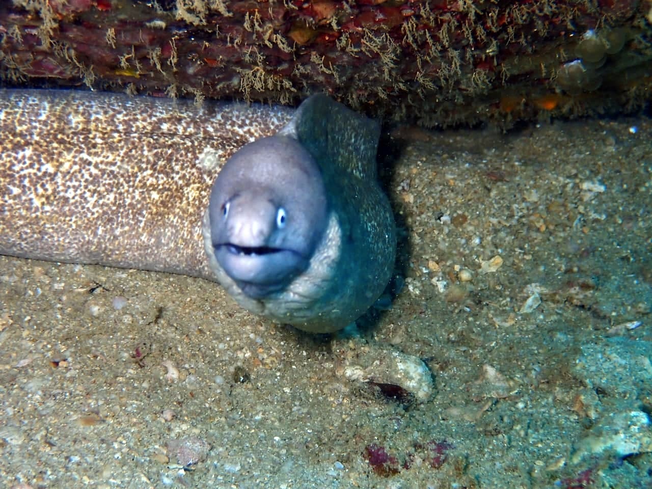Greyface or White-eyed Moray - Trincomalee by Samith (Sam) Fernando