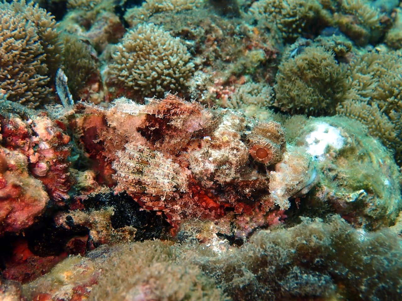 Heavily camouflaged scorpionfish - Trincomalee by Samith (Sam) Fernando