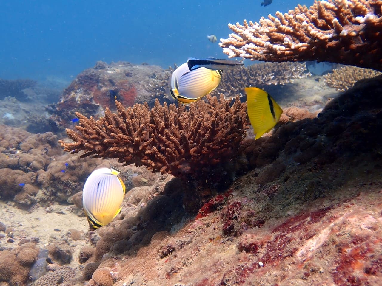 Melon Butterflyfish - Trincomalee by Samith (Sam) Fernando