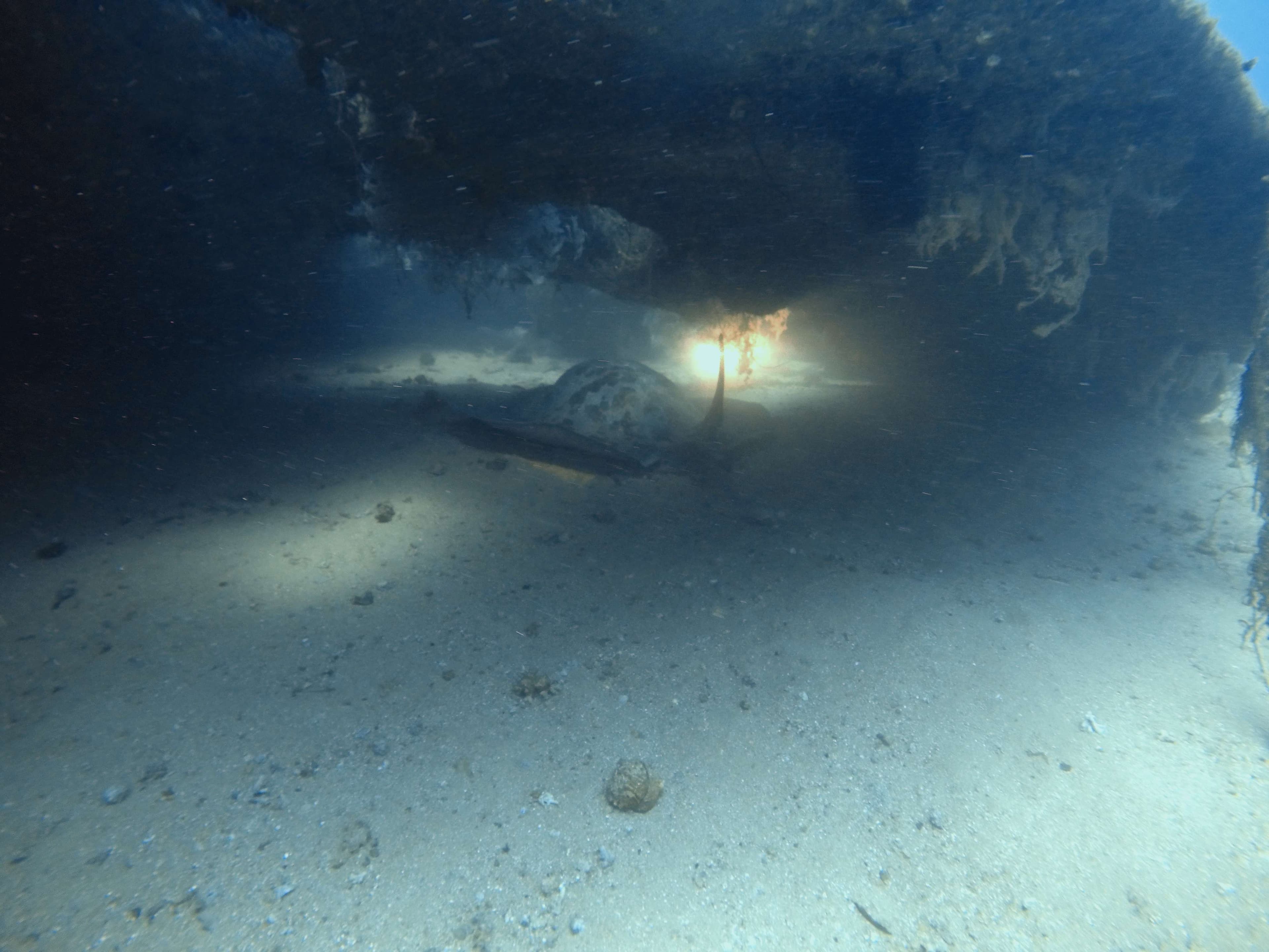 Giant Marbled Electric Ray taking refuge beneath SS Perseus Rudder - Colombo by Yohan Abeyesekera