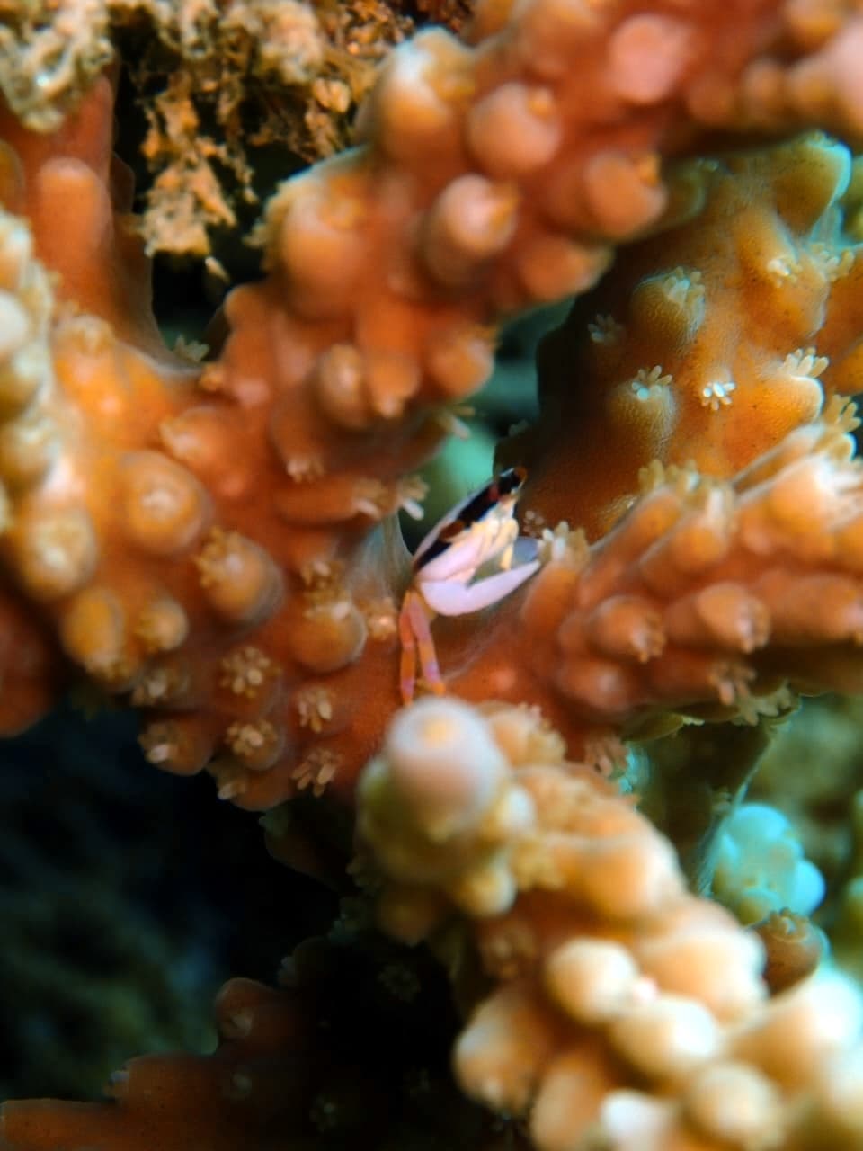 Coral crab Tetralia glaberrima - Trincomalee by Samith (Sam) Fernando