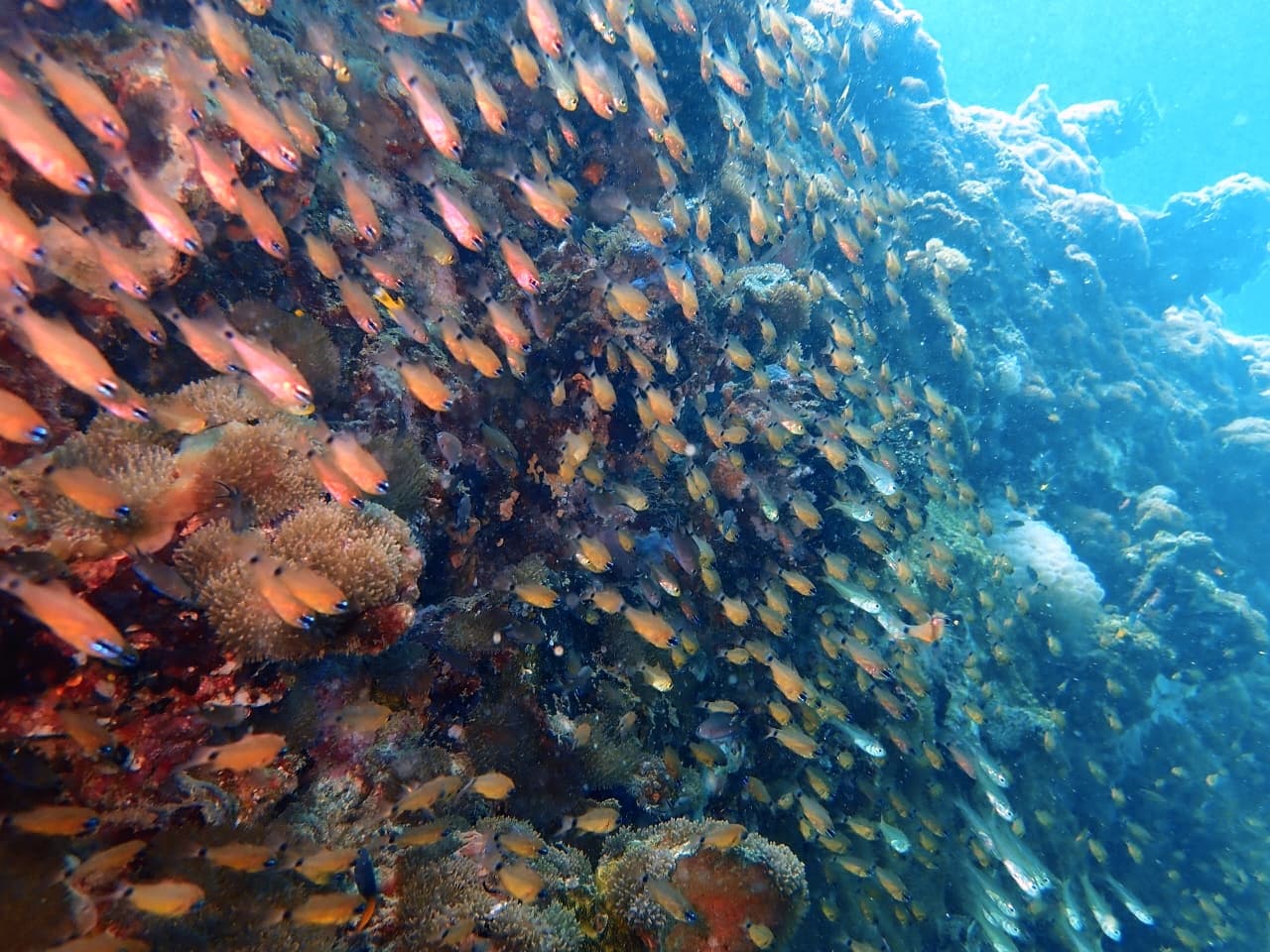 Dense school of small Orange Basslets - Trincomalee by Samith (Sam) Fernando