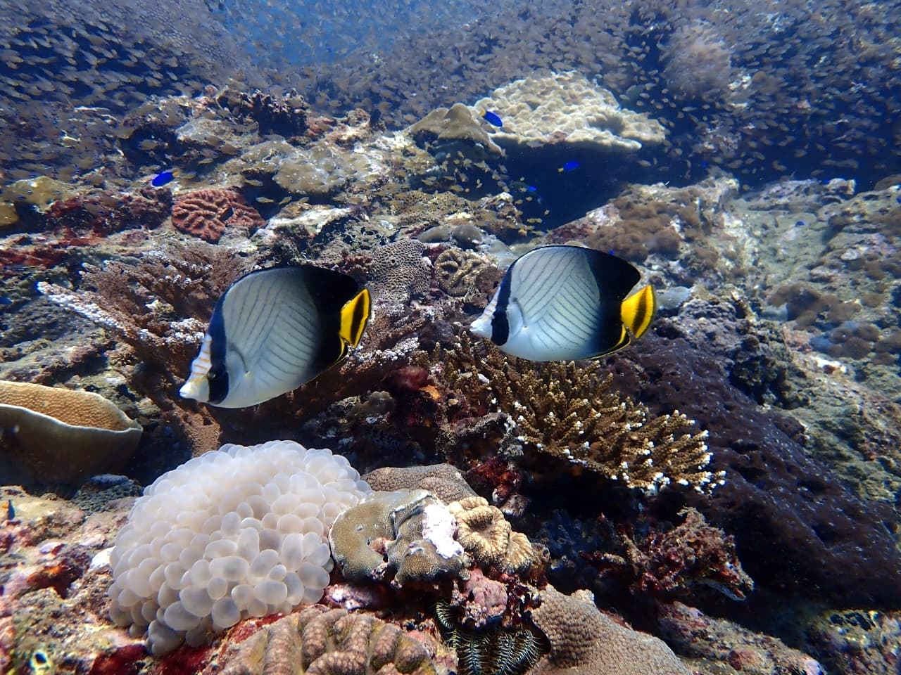 Blackened Butterflyfish - Trincomalee by Samith (Sam) Fernando