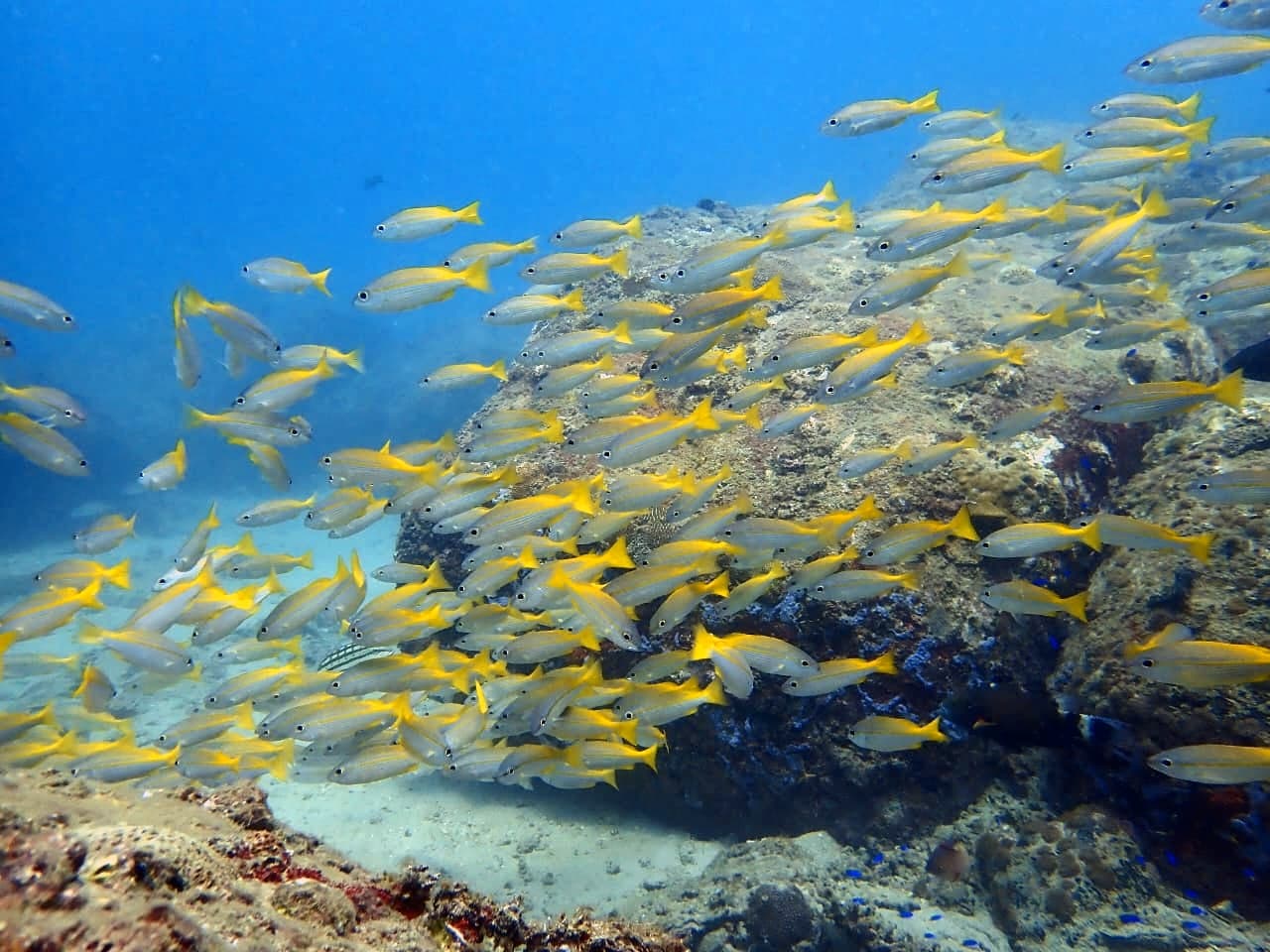 Bigeye Snapper - Trincomalee by Samith (Sam) Fernando