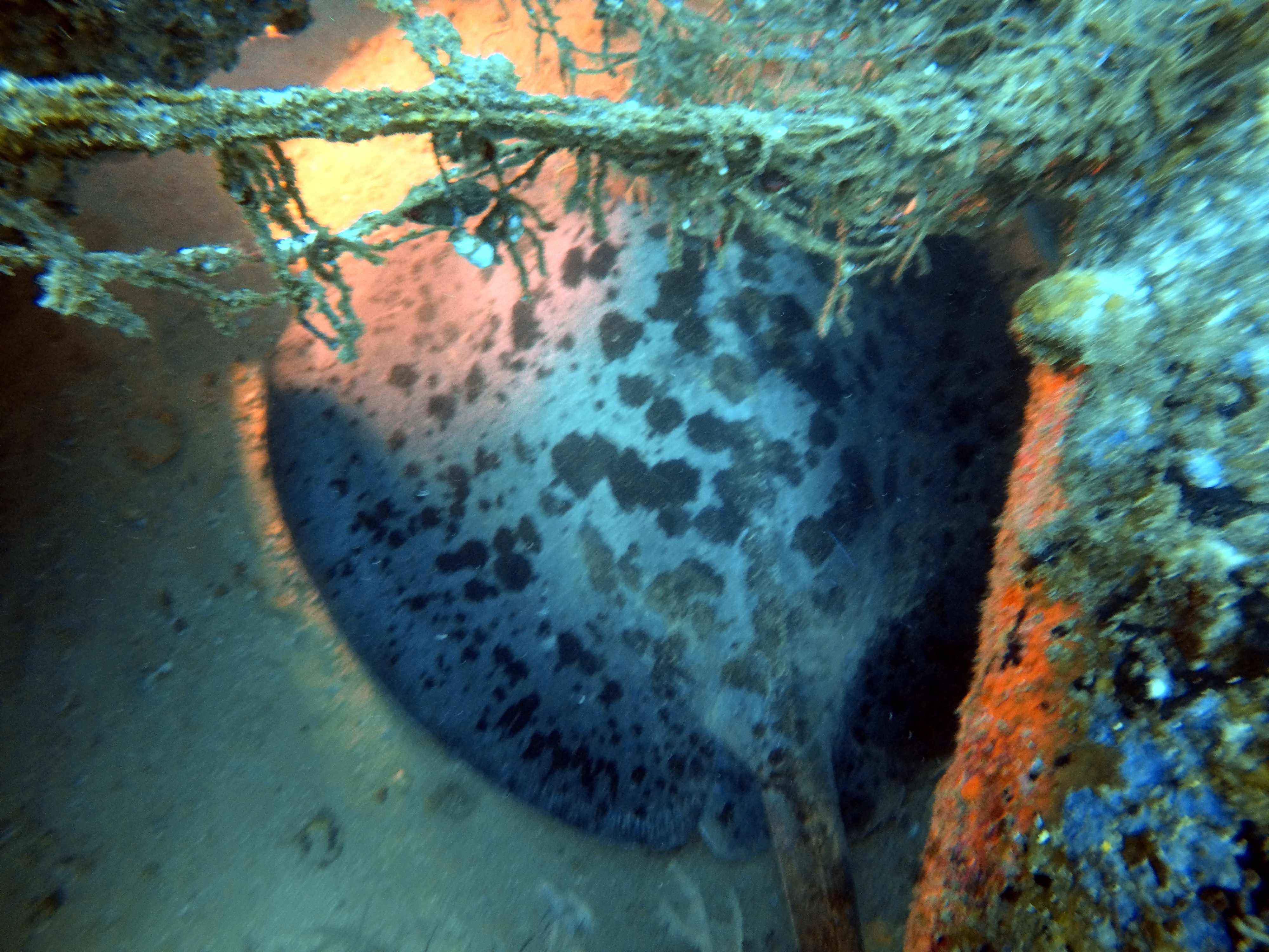 Giant Marbled Electric Ray at SS Perseus - Colombo by Yohan Abeyesekera