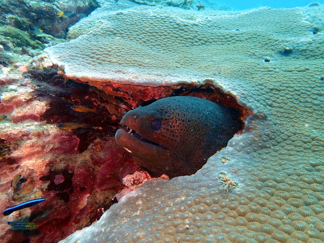 Giant Moray - Trincomalee by Samith (Sam) Fernando