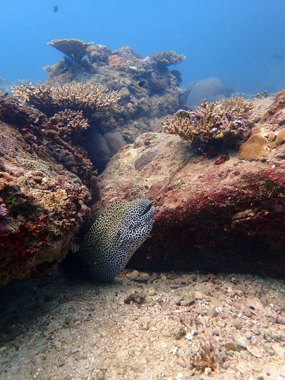 Honeycomb Moray - Trincomalee by Samith (Sam) Fernando