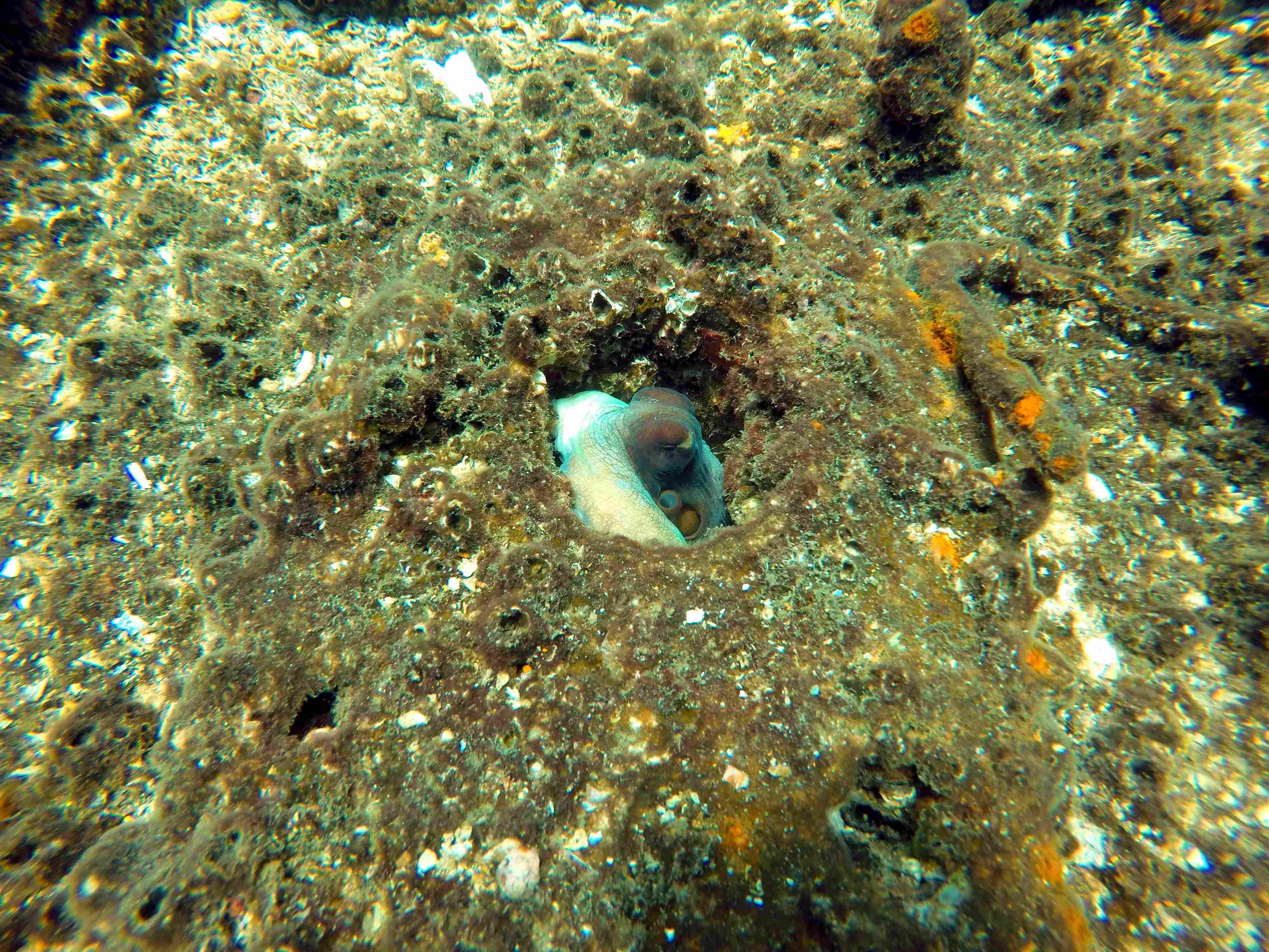 Octopus at Thermopylae Sierra - Colombo by Yohan Abeyesekera