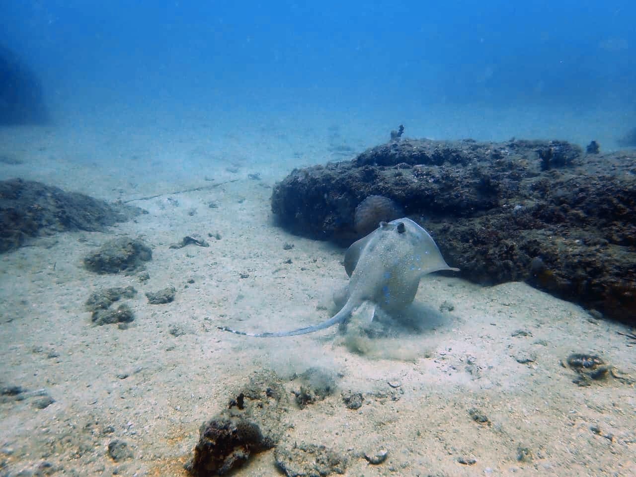 Blue-spotted maskray - Trincomalee by Samith (Sam) Fernando
