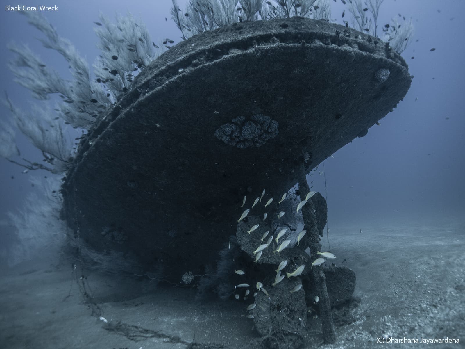 Black Coral Wreck - Colombo by Dharshana Jayawardena