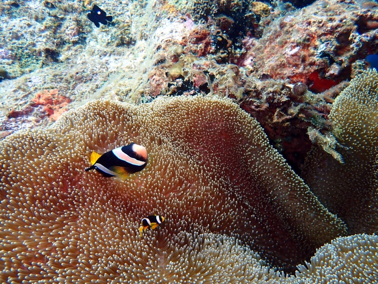 Yellow-tail clownfish - Trincomalee by Samith (Sam) Fernando