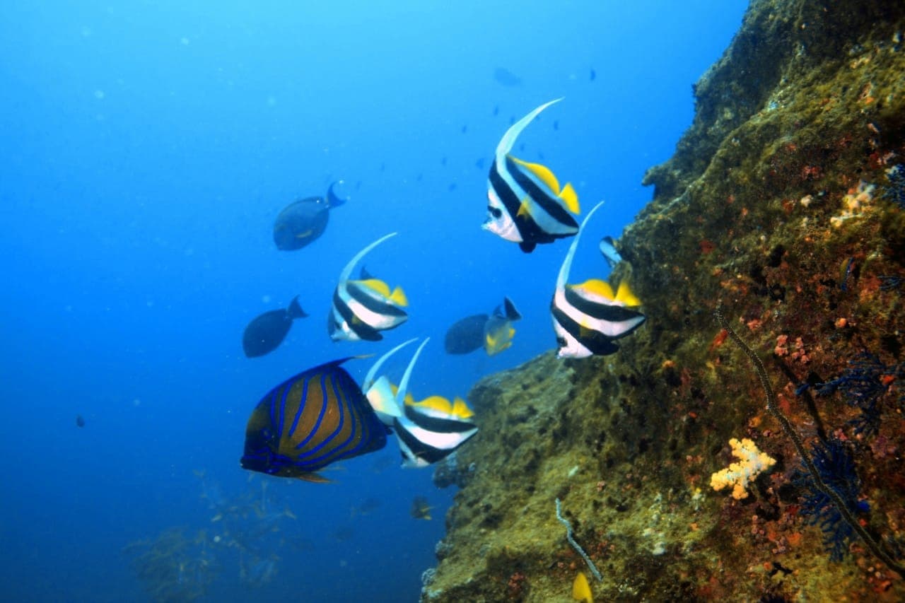Bluering Angel and Bannerfish - Trincomalee by Samith (Sam) Fernando