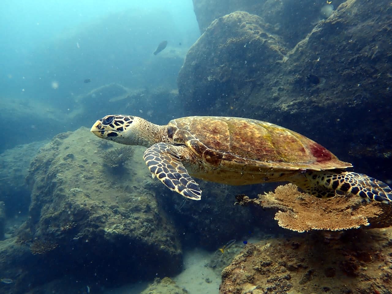 Hawksbill sea turtle - Trincomalee by Samith (Sam) Fernando